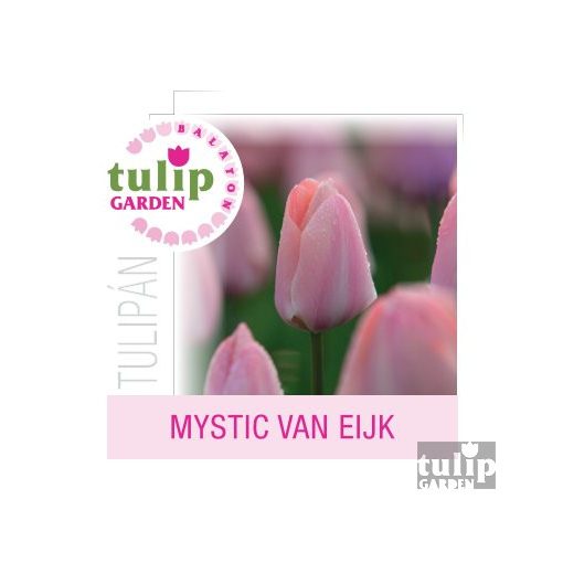 Mystic Van Eijk