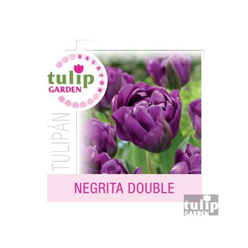 Negrita Double