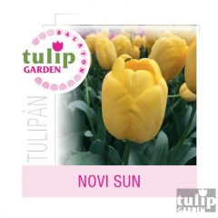 Novi Sun