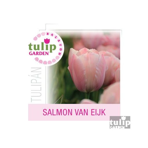 Salmon van Eijk