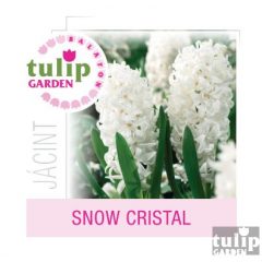 Snow Cristal