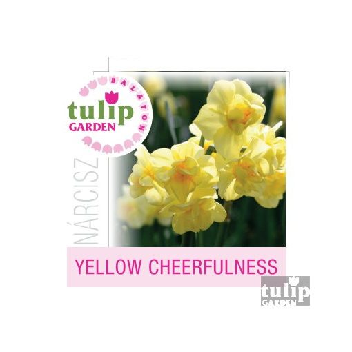  Yellow Cheerfulness